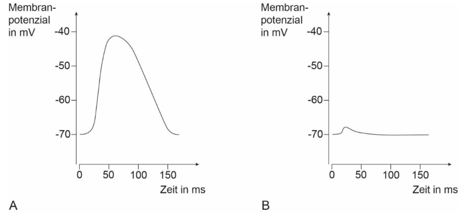 Zwei Graphen (A,B) mit Membranpotenzial (mV) gegen Zeit (ms); A: ausgeprägte Depolarisation, B: geringe Änderung.
